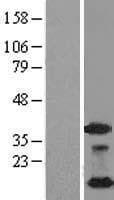 NDUFA4L2 Protein (Over-Expression Lysate Myc-DDK (Flag))