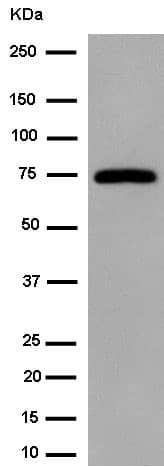 G3BP1 / G3BP Antibody