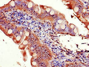 EIF3C / EIF3S8 Antibody
