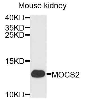 MOCS2 Antibody