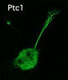 PTCH1 / Patched 1 Antibody
