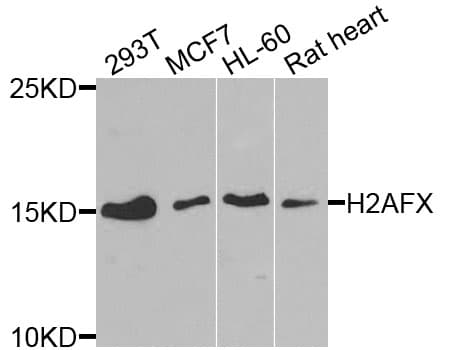 H2AFX / H2AX Antibody