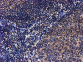 LECT2 Antibody (aa19-151, clone OTI2A11, Carrier-free)