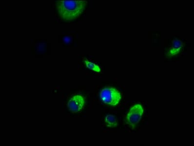 WDPCP / FRITZ Antibody
