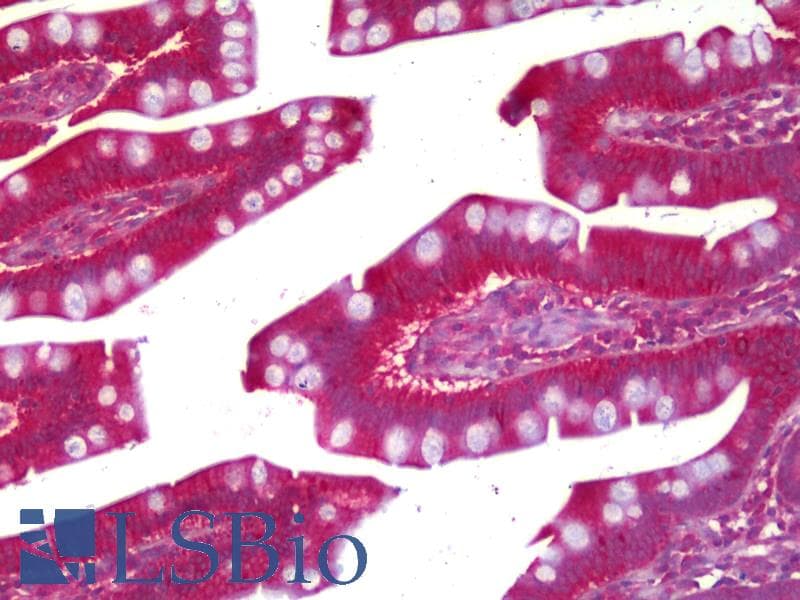 IHC-plus™ Monoclonal Mouse anti-Human PRUNE Antibody (clone 1C11, IHC, WB)