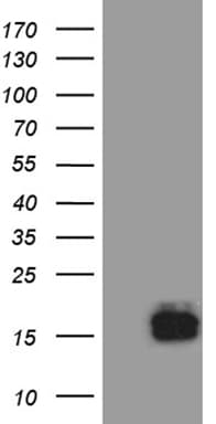 TFF3 / Trefoil Factor 3 Antibody (aa72-130, clone OTI5B2, Carrier-free)