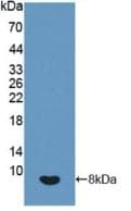 IGF2 Antibody (aa25-91, Cy3)