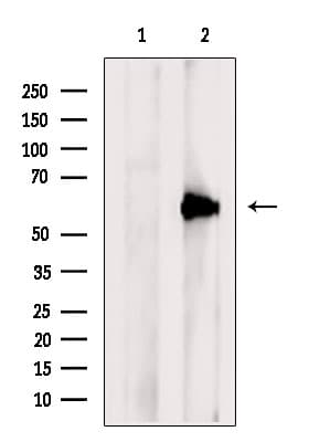 PACSIN2 Antibody