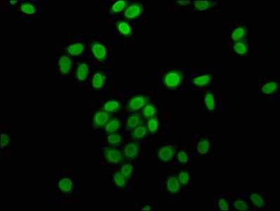 HIST1H4I Antibody