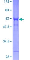 Human CHMP2A Protein (Recombinant GST)