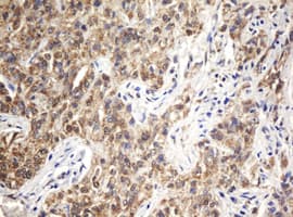 ARL2BP / BART Antibody (clone OTI1E5, Carrier-free)