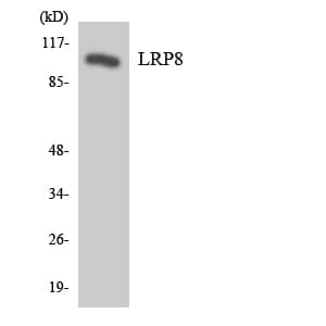 APOER2 / LRP8 Antibody (aa441-490)
