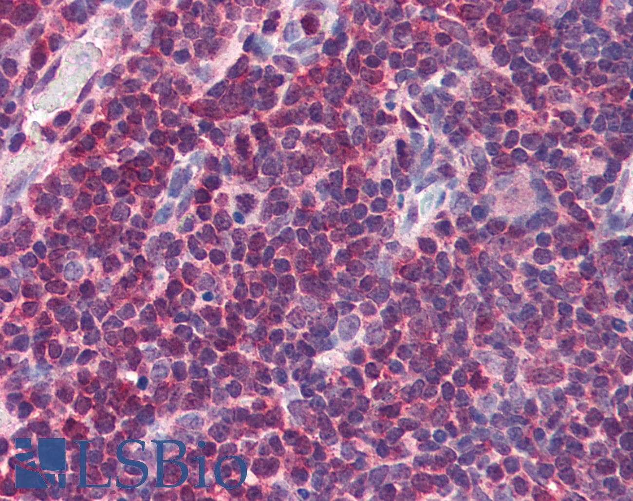 IHC-plus™ MIF Antibody (aa103-115)