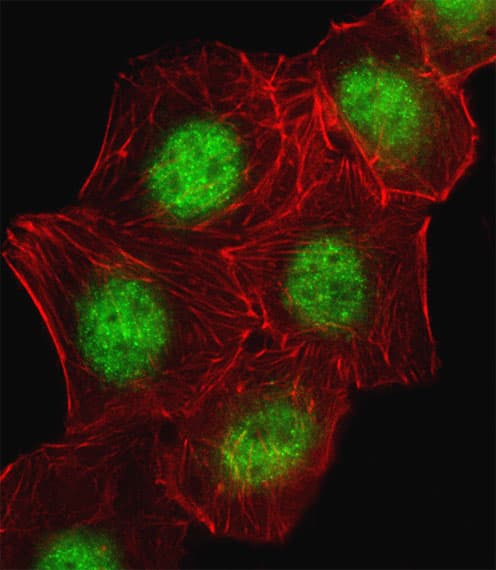 CREB1 / CREB Antibody (aa105-132)