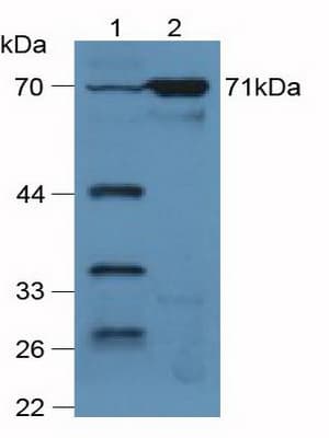 VCAM1 / CD106 Antibody (aa136-372, Cy3)