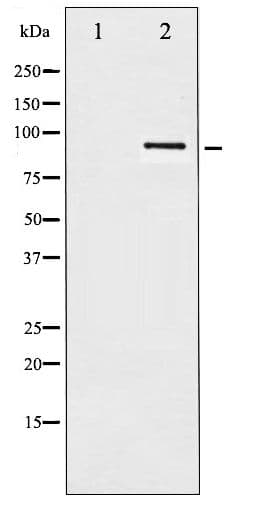HSP90 Beta Antibody (phospho-Ser254)