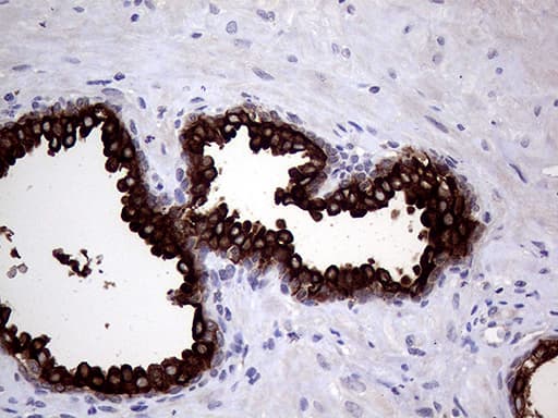 Monoclonal Mouse anti-Human AGR2 Antibody (clone OTI2B10, aa21-175, IHC, WB)