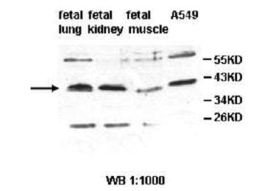IMPA2 Antibody (aa16-230)