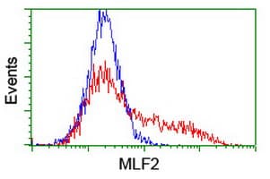 MLF2 Antibody (clone OTI1C4)