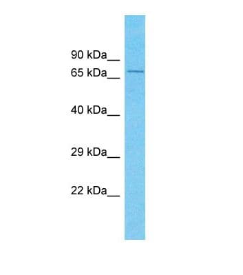 NOL10 Antibody (C-Terminus)