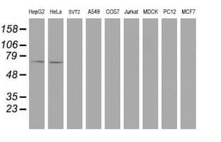 SENP2 Antibody (aa139-523, clone OTI5G8)
