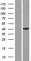 ASMT / HIOMT Protein (Over-Expression Lysate Myc-DDK (Flag))