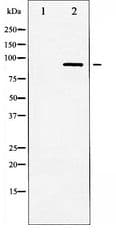 LIPE / HSL Antibody