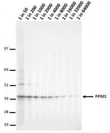 Monoclonal Mouse anti-Mouse LCMT1 Antibody (clone 4A4, WB)