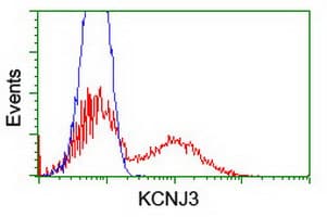 Monoclonal Mouse anti-Human KCNJ3 / GIRK1 Antibody (clone OTI1B1, IF, WB)
