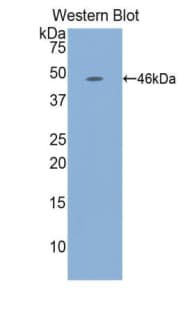 TNFSF10 / TRAIL Antibody (aa115-287)