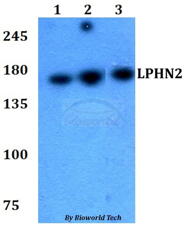 ADGRL2 / LPHN2 Antibody