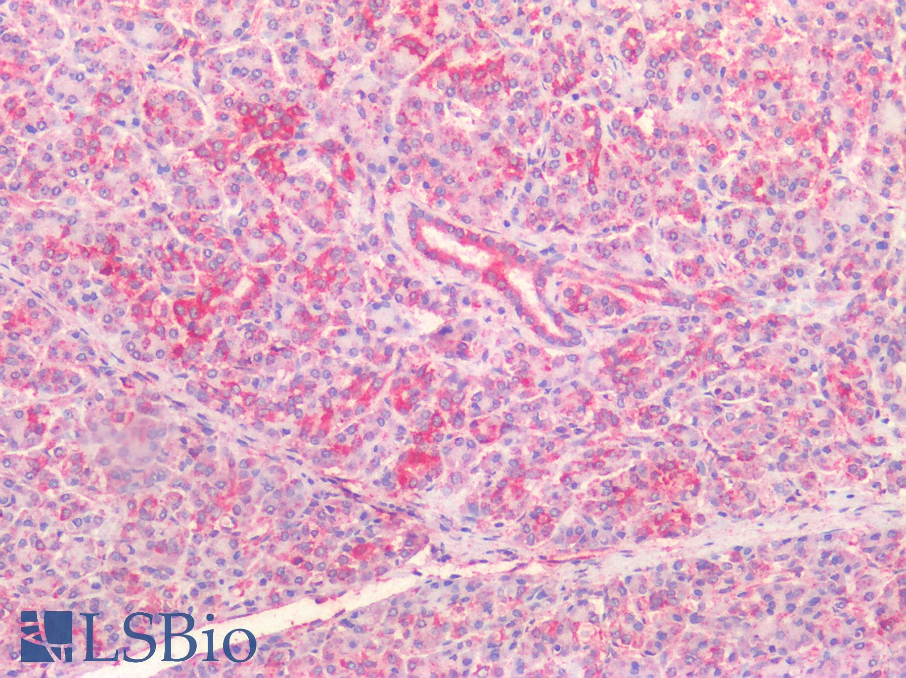 PathPlus™ CFTR Antibody (aa2-14)