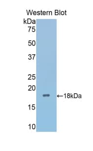 SFRP4 Antibody (aa27-154, Biotin)