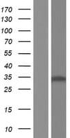 RPS4X Protein (Over-Expression Lysate Myc-DDK (Flag))