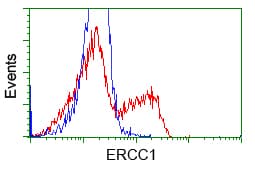 ERCC1 Antibody (clone OTI1B3)