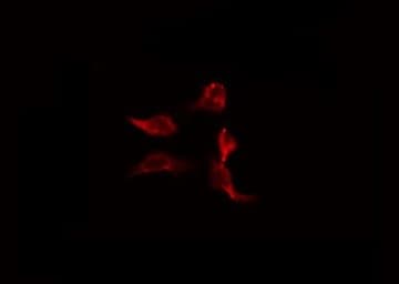 CARD9 Antibody