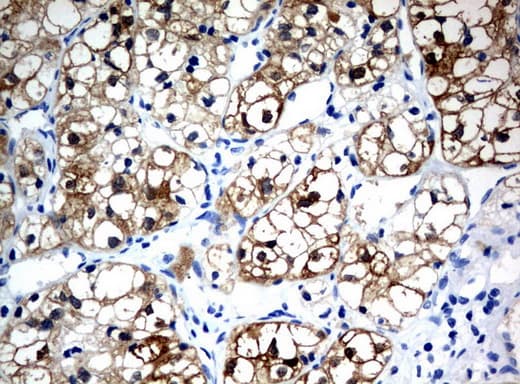 BBOX1 / BBOX Antibody (clone UMAB120)