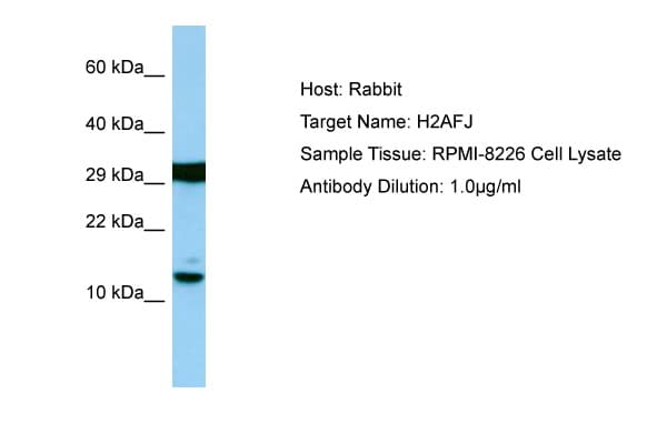 H2AFJ Antibody (aa13-62)