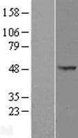 OXSM / KS Protein (Over-Expression Lysate Myc-DDK (Flag))