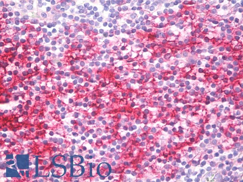 IHC-plus™ CD40 Antibody