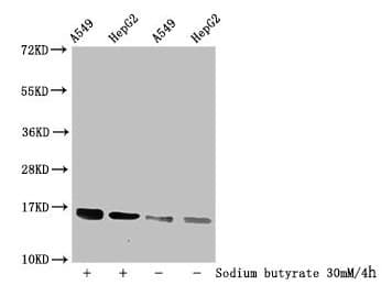 Polyclonal Rabbit anti-Human HIST1H3A Antibody (WB)