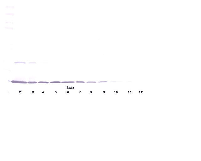 IHC-plus™ IL22 Antibody