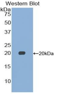GDF15 Antibody (aa193-296, PE)