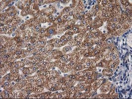 GBA3 / CBG Antibody (clone OTI1F1)