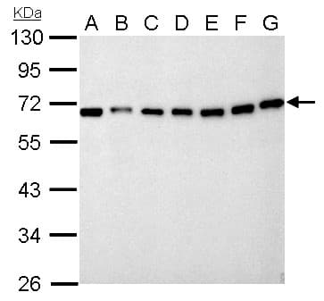 NUP62 Antibody (aa294-522)