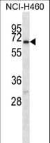 GABRA4 Antibody (aa333-361)