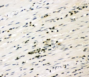 RUNX3 Antibody (aa128-270)