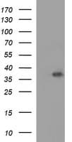 EPCAM Antibody (clone OTI2G9, Carrier-free)