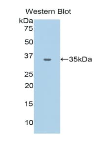 CD66a / CEACAM1 Antibody (aa35-320)
