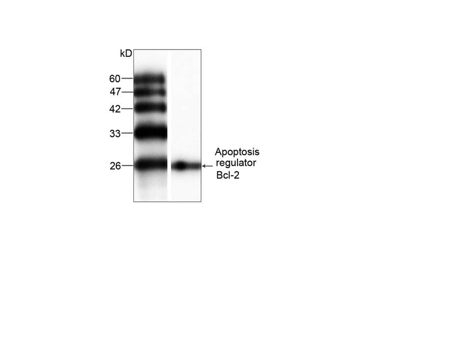 Monoclonal Mouse anti-Human BCL2 / Bcl-2 Antibody (aa1-195, WB)